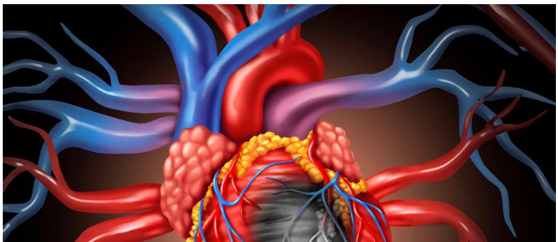 Illustration of the human heart and cardiovascular system